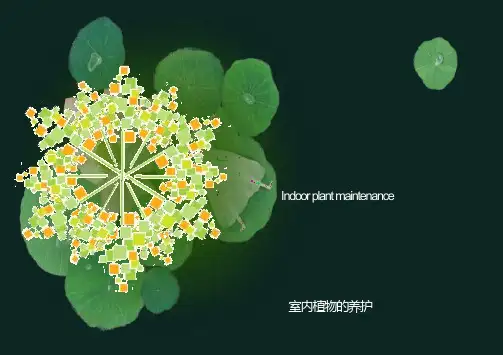 办公室绿植养护方法