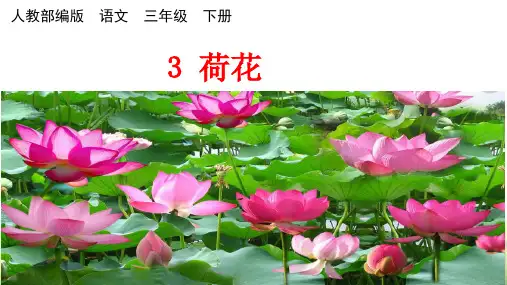 部编版三年级语文下《荷花》ppt课件