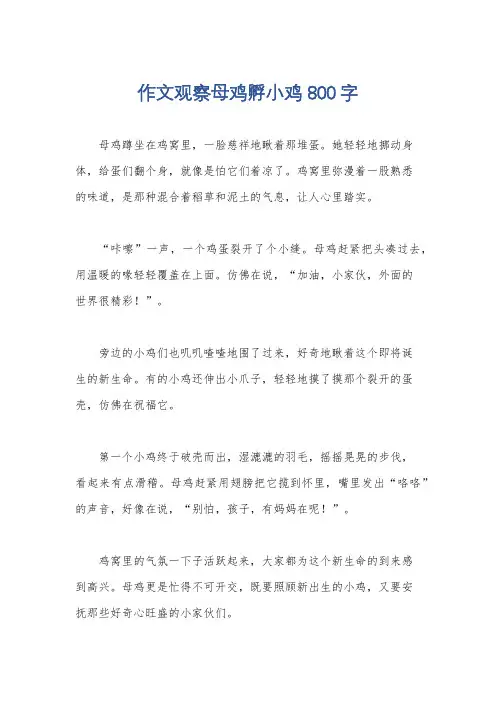 作文观察母鸡孵小鸡800字