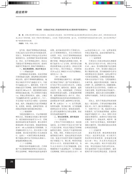 芒果高效种植技术