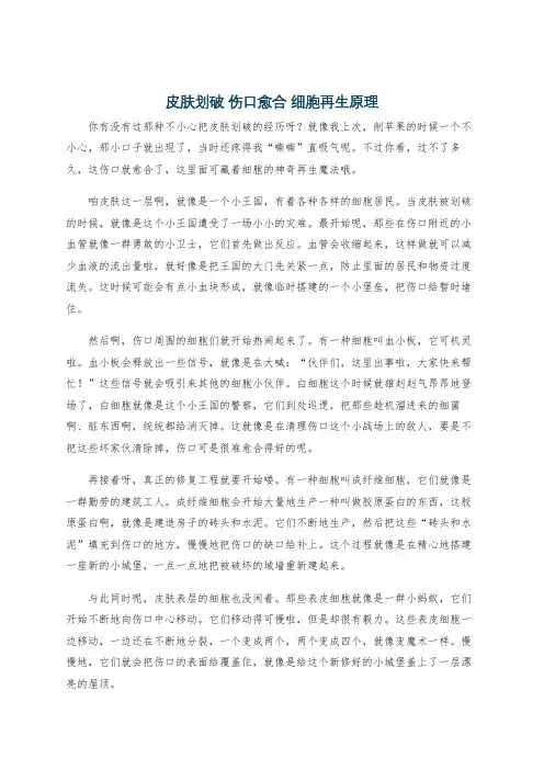 皮肤划破 伤口愈合 细胞再生原理