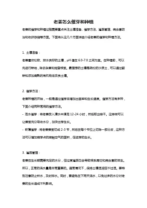 老姜怎么催芽和种植