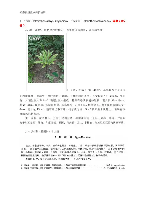 保护植物 云南省级重点保护植物