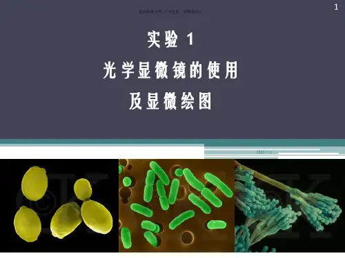 光学显微镜的使用和显微绘图