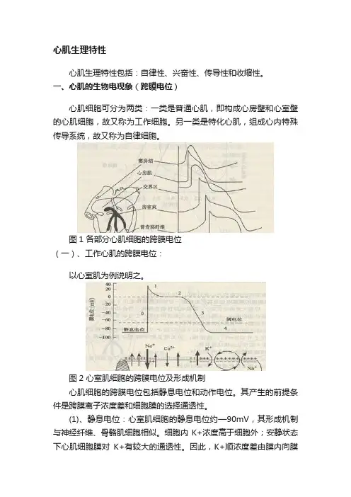 心肌生理特性