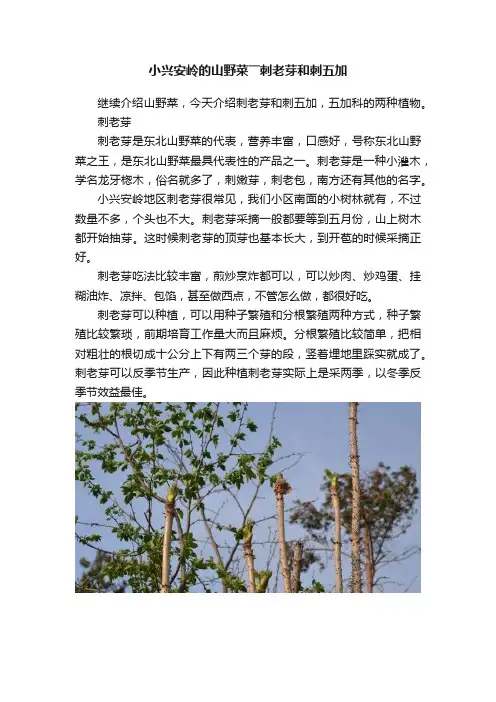 小兴安岭的山野菜――刺老芽和刺五加