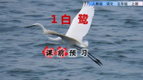 部编版五年级语文上册《1.白鹭》课件