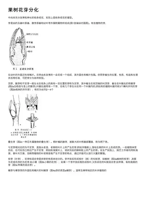 果树花芽分化