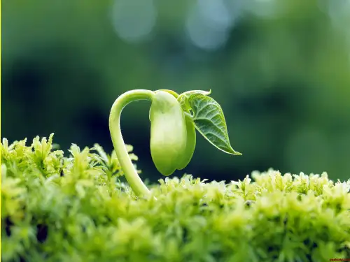 苏教版初中生物七年级上册 3.5.1 植物种子的萌发 课件(共17张PPT) (1)