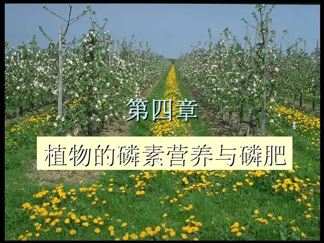 植物的磷素营养与磷肥