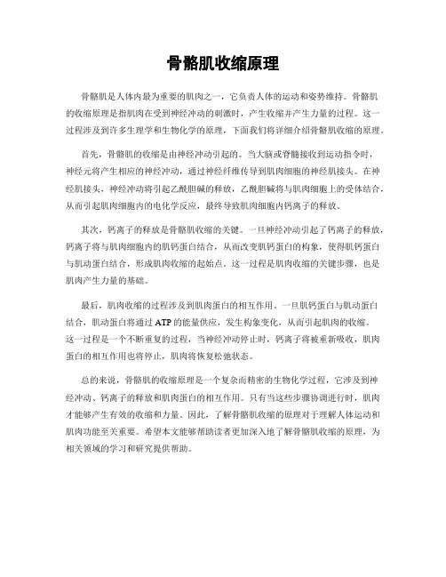 骨骼肌收缩原理