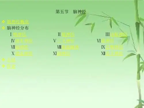 脑神经解剖图谱ppt