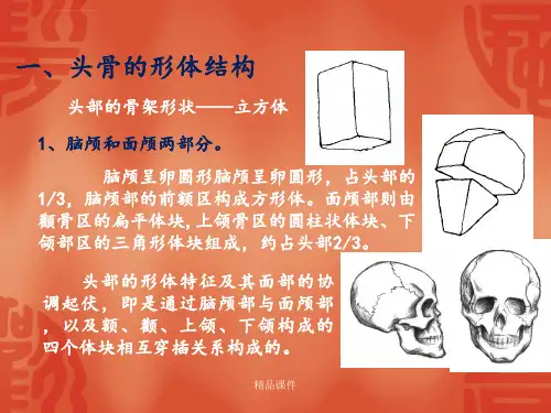 人的头部结构解剖头骨ppt课件