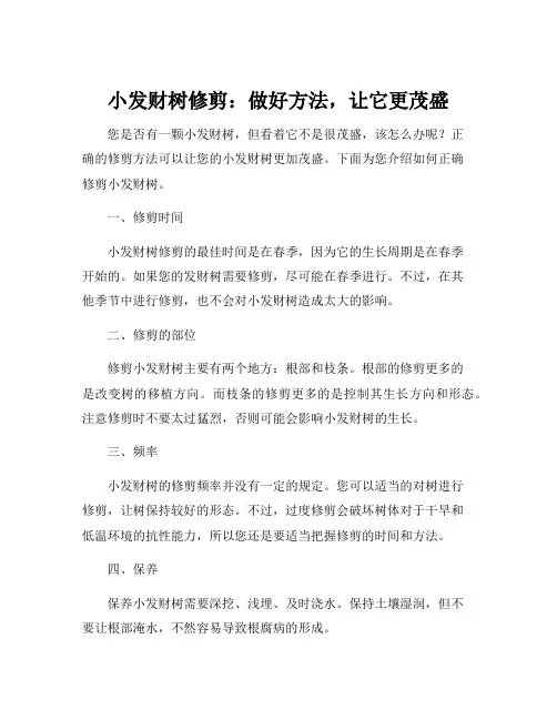 小发财树修剪的正确方法