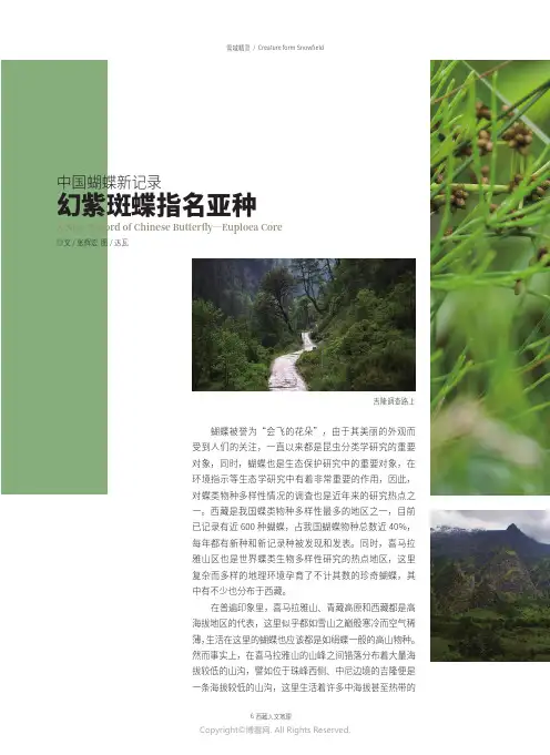 中国蝴蝶新记录—幻紫斑蝶指名亚种