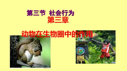 人教版八年级生物上册5. 社会行为课件 