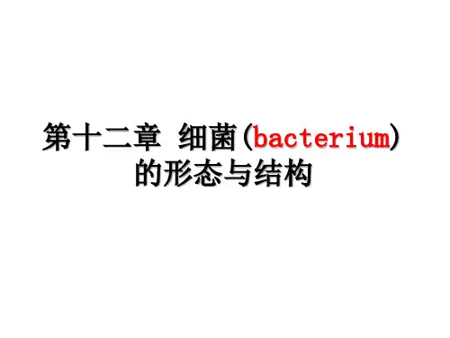 第12章+细菌的形态与结构+-+副本