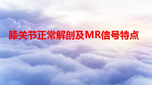 膝关节正常解剖及MR信号特点