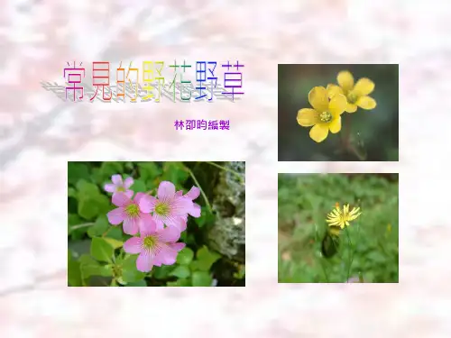 常见的野花野草
