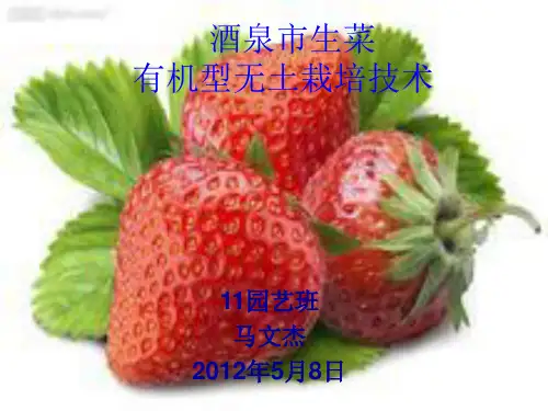 马文杰草莓有机生态型无土栽培