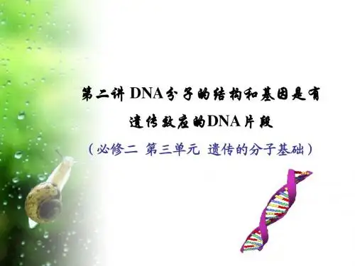 人教版教学课件DNA分子的结构和基因是有遗产效应的DNA片段