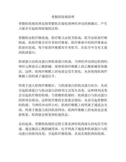 骨骼肌收缩原理