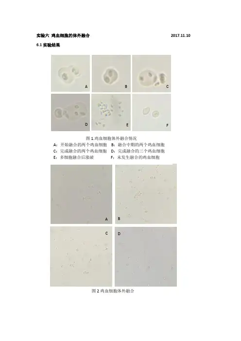 实验六鸡血原生质体融合
