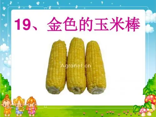 《金色的玉米棒》PPT课件2 (共20张PPT)