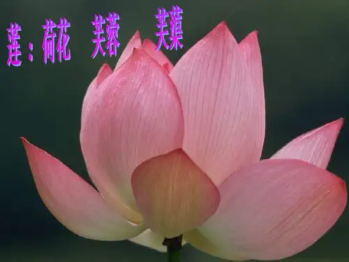初中七年级语文人教版下册《爱莲说》