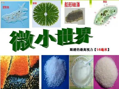六年级下册科学课件1.8 微小世界和我们｜教科版 (共14张PPT)