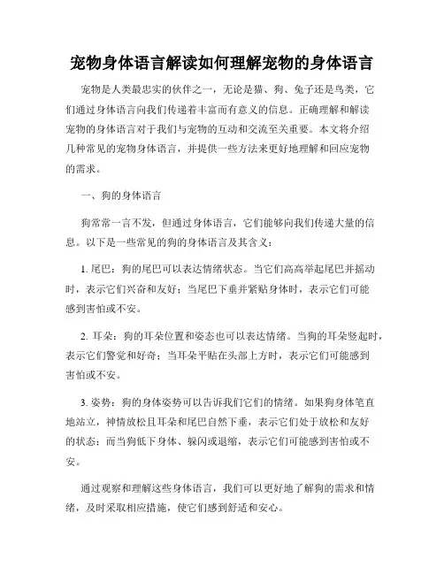宠物身体语言解读如何理解宠物的身体语言