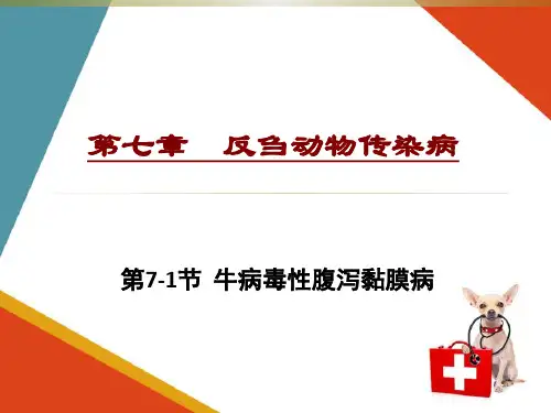 牛羊传染病—牛病毒性腹泻黏膜病(动物疫病防治课件)