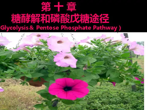 生物化学  第10章糖酵解