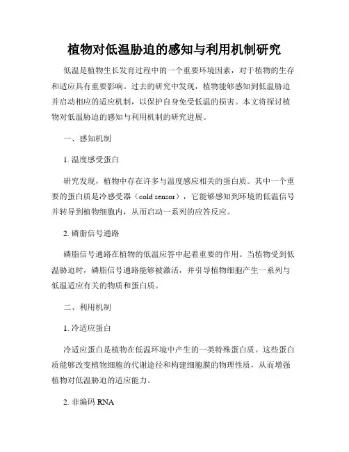 植物对低温胁迫的感知与利用机制研究