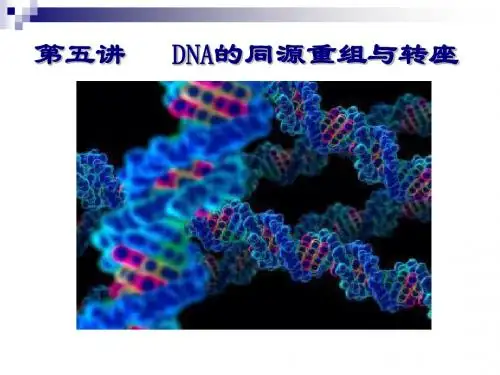 第五讲  DNA的重组与转座