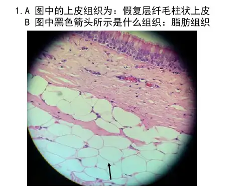组织学与胚胎学实验测试课件2