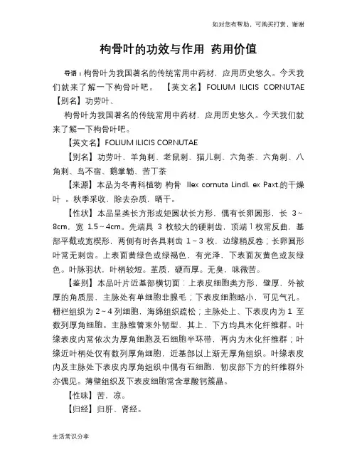 枸骨叶的功效与作用 药用价值
