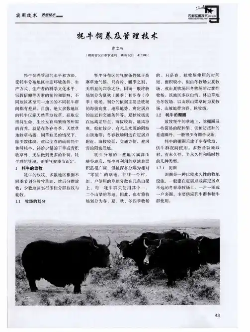 牦牛饲养及管理技术