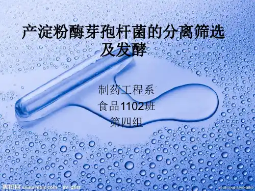 产淀粉酶芽孢杆菌的分离筛选及发酵