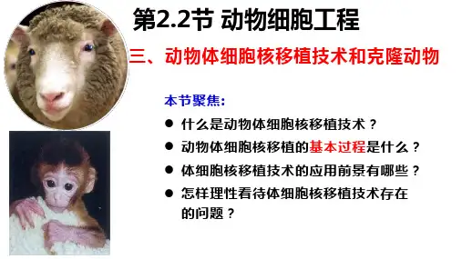 动物体细胞核移植技术和克隆动物-高二生物课件(人教版2019选择性必修3)