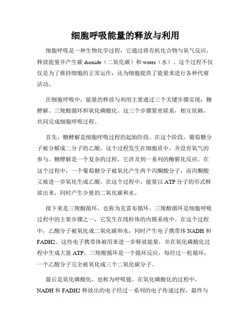 细胞呼吸能量的释放与利用