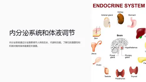 内分泌系统和体液调节
