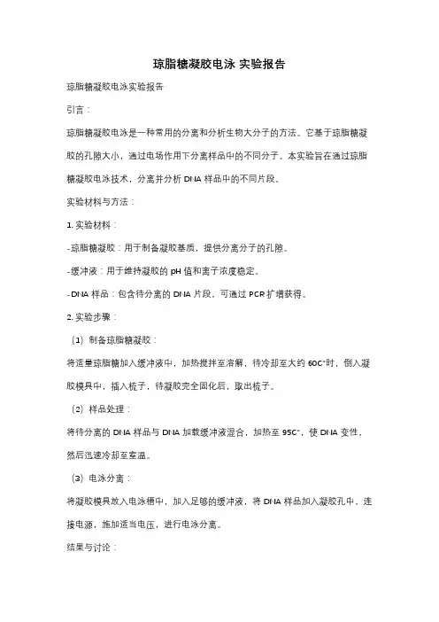 琼脂糖凝胶电泳 实验报告