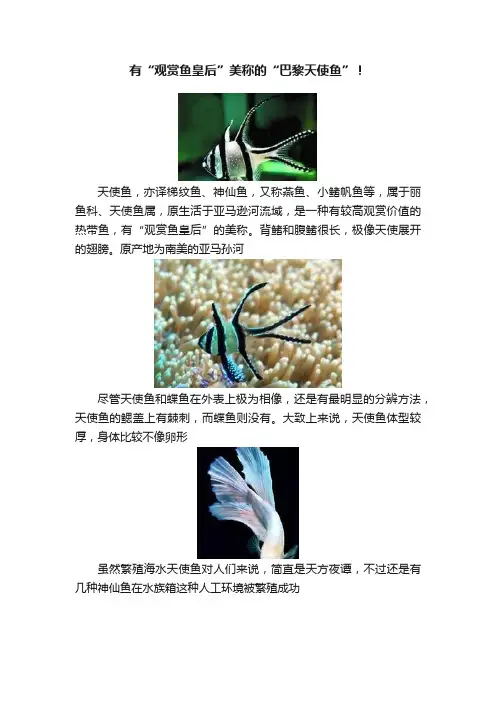 有“观赏鱼皇后”美称的“巴黎天使鱼”！