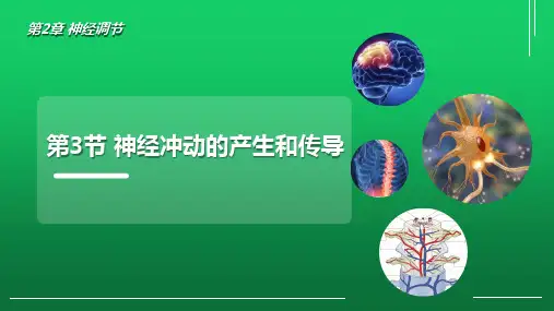 【课件】神经冲动的产生和传导课件2022-2023学年高二上学期生物人教版选择性必修1