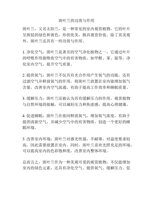 斑叶兰的功效与作用