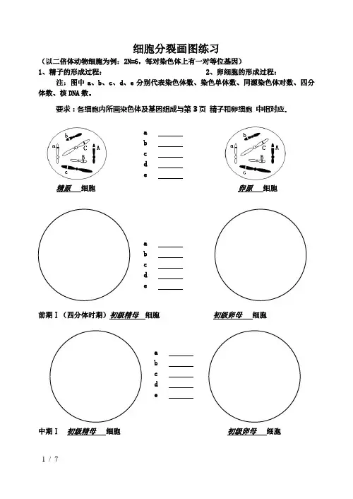 细胞分裂画图练习
