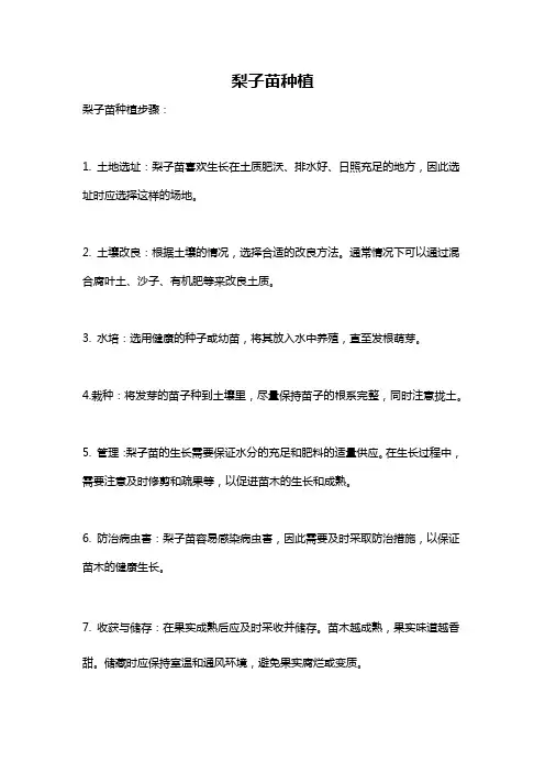 梨子苗种植