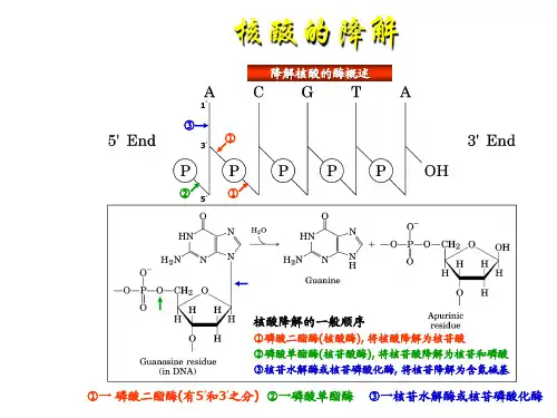 生物化学 核苷酸代谢