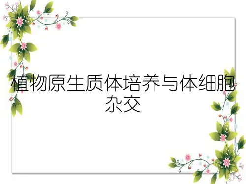 植物原生质体培养与体细胞杂交